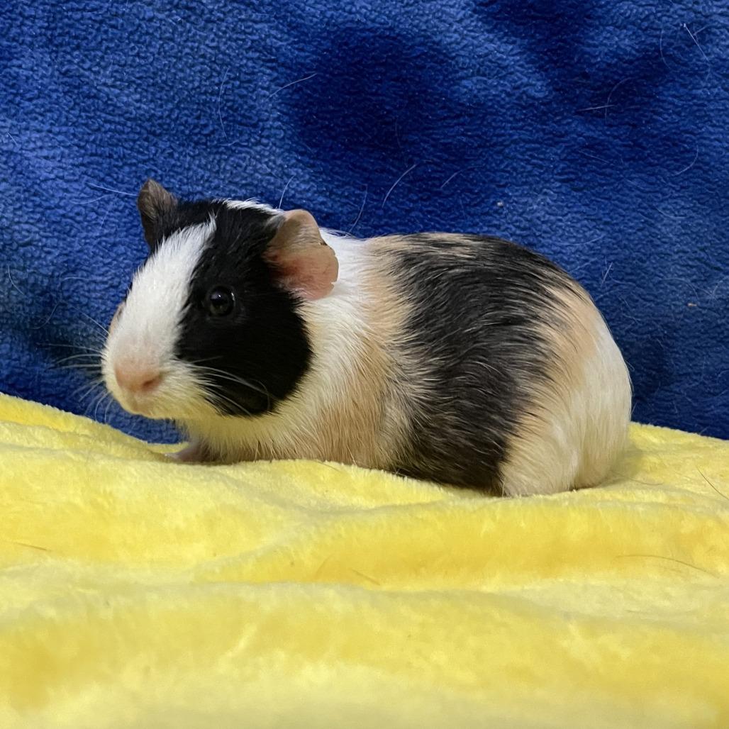 Enlarge Astro, a Adoptable Guinea Pig in Decatur, GA image 1/3