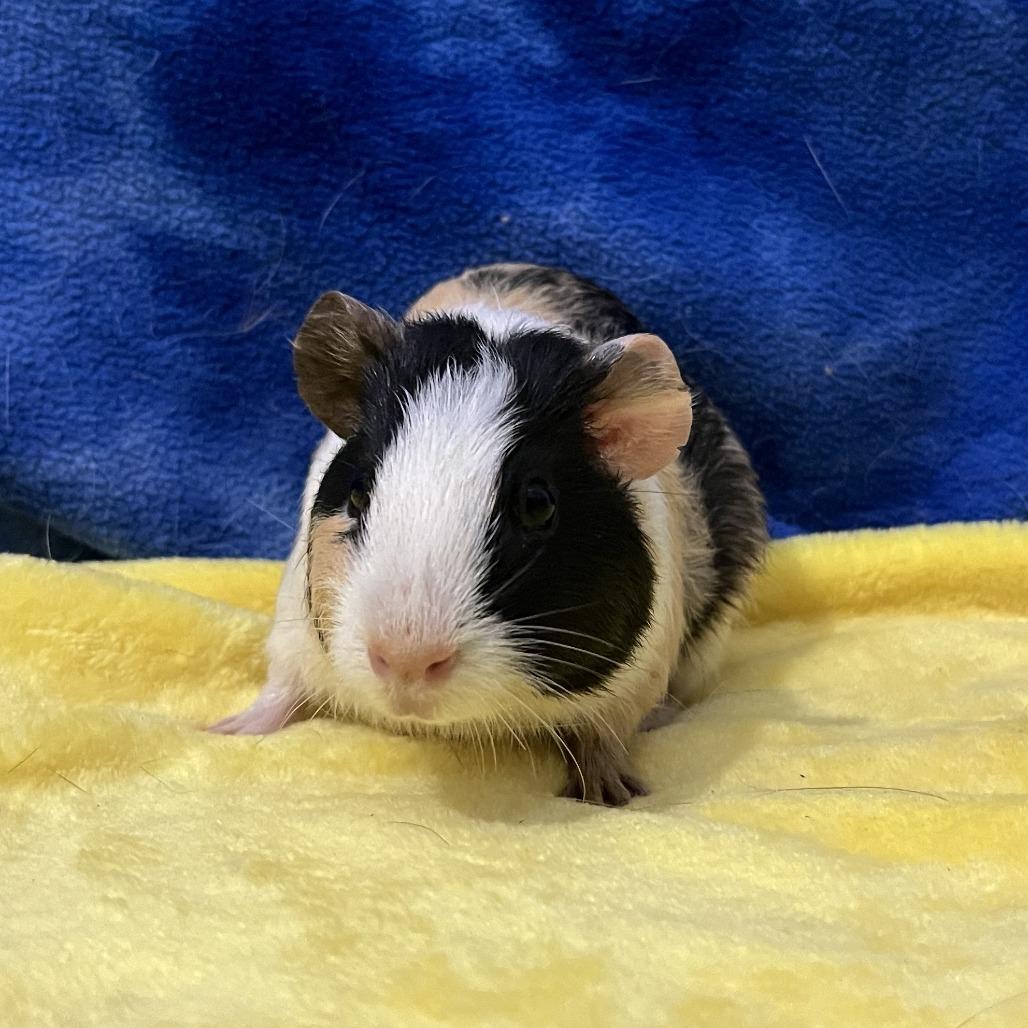 Enlarge Astro, a Adoptable Guinea Pig in Decatur, GA image 3/3