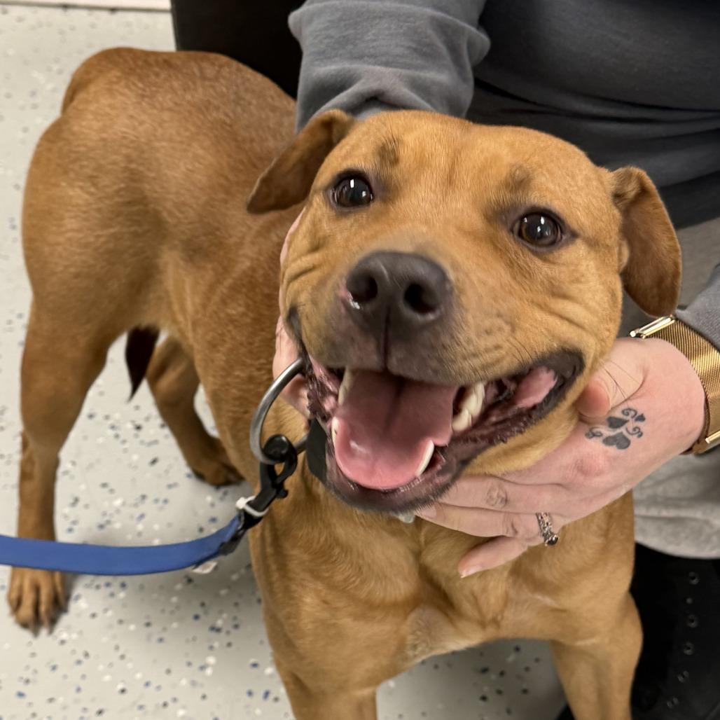 Althea, Adoptable, Young Female Terrier & Pit Bull Terrier.