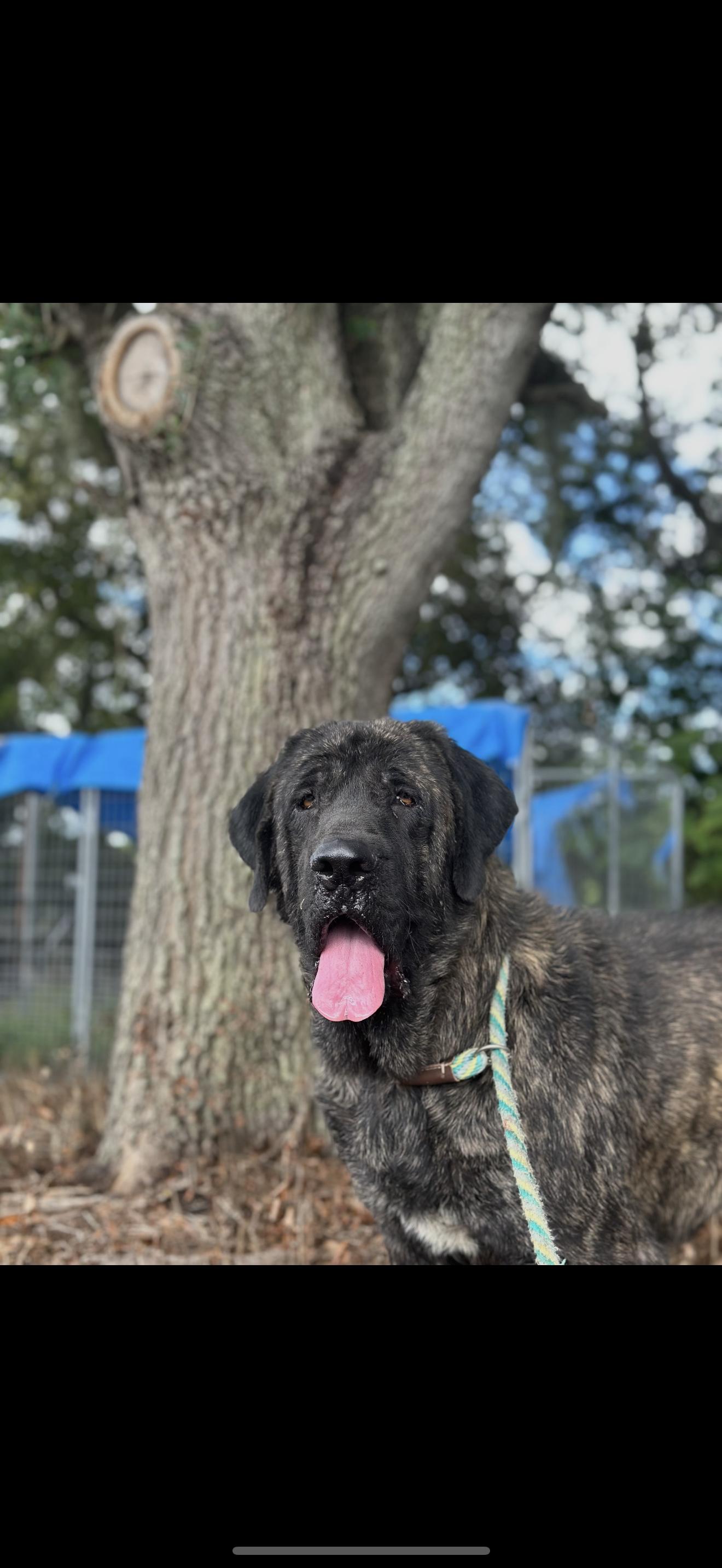 Enlarge Betty, a Adopted Mastiff in Oviedo, FL image 1/1