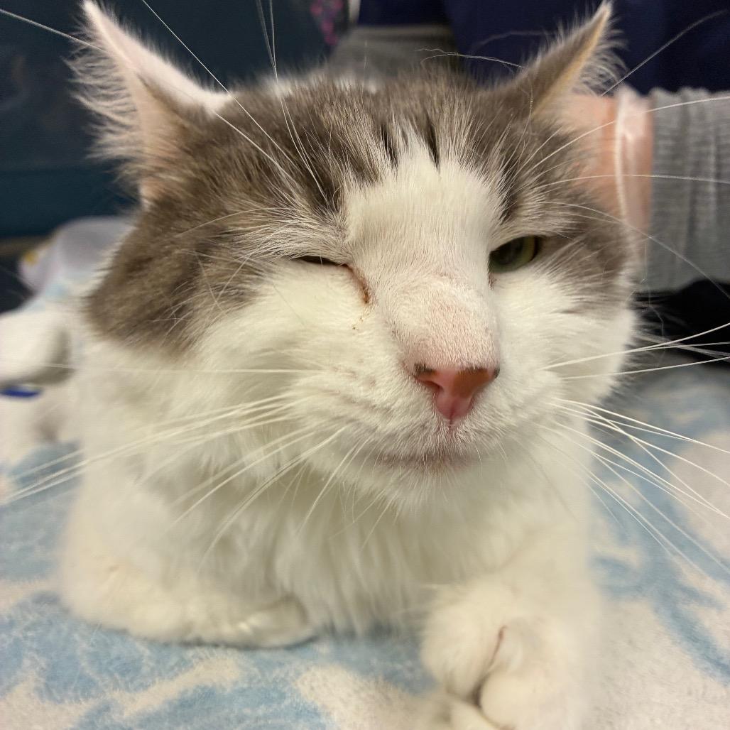Enlarge William, a Adoptable Domestic Medium Hair in Vineland, NJ image 1/2