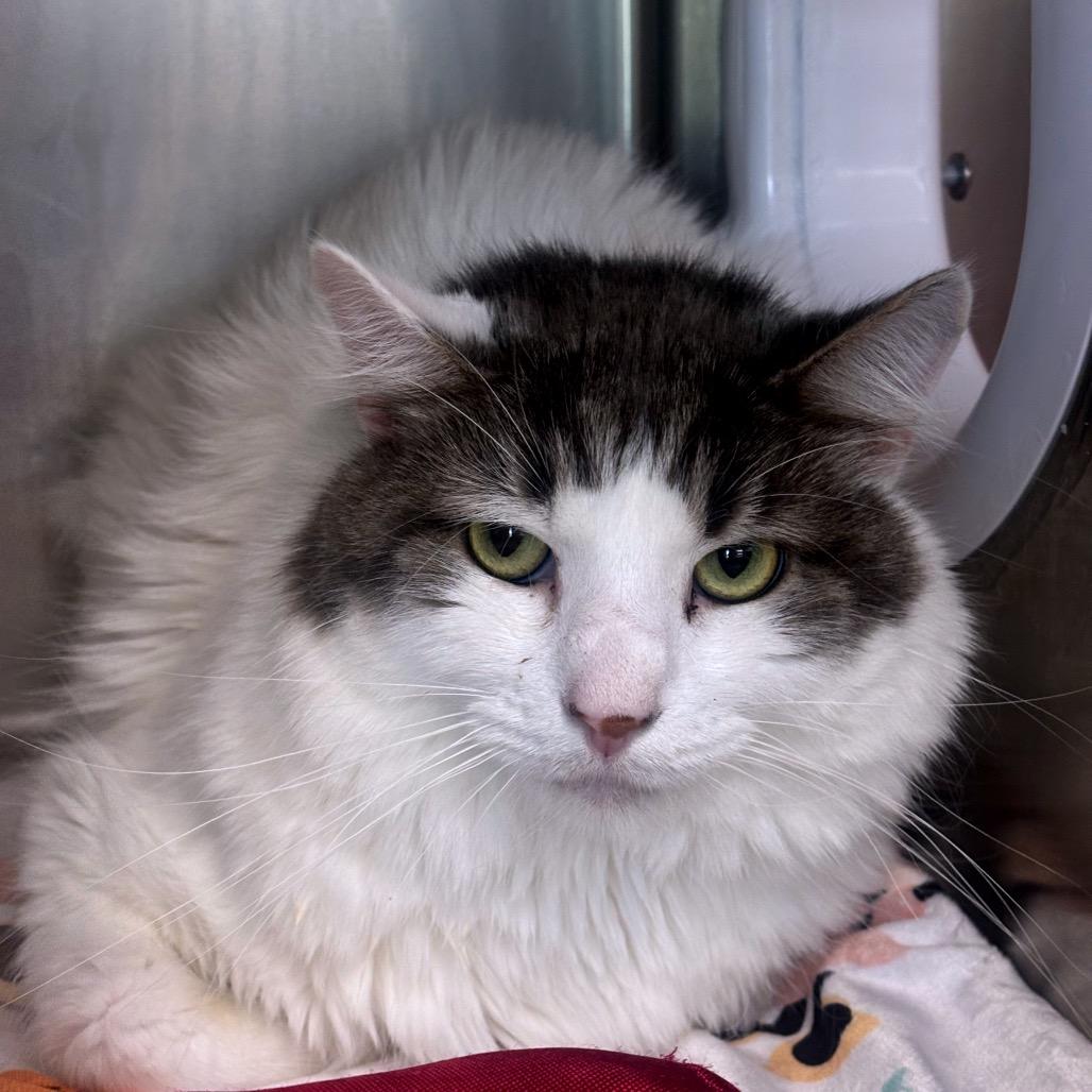 Enlarge William, a Adoptable Domestic Medium Hair in Vineland, NJ image 2/2