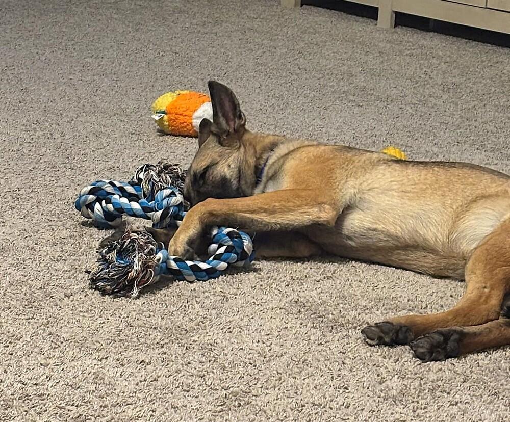 Winsome Willow - Located in TX, Adoptable, Young Female Belgian Shepherd / Malinois.
