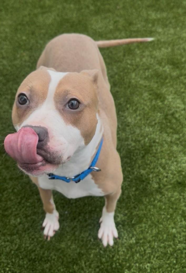 MARINA, Adoptable, Adult Female Pit Bull Terrier.