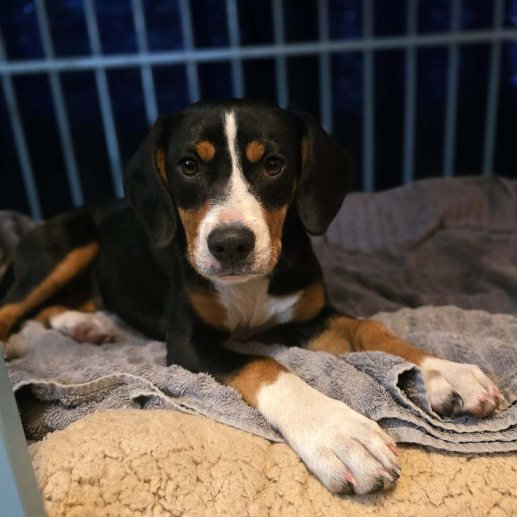 Enlarge Posey (Po-Po), a Adoptable mixed breed in Sarasota, FL image 1/6