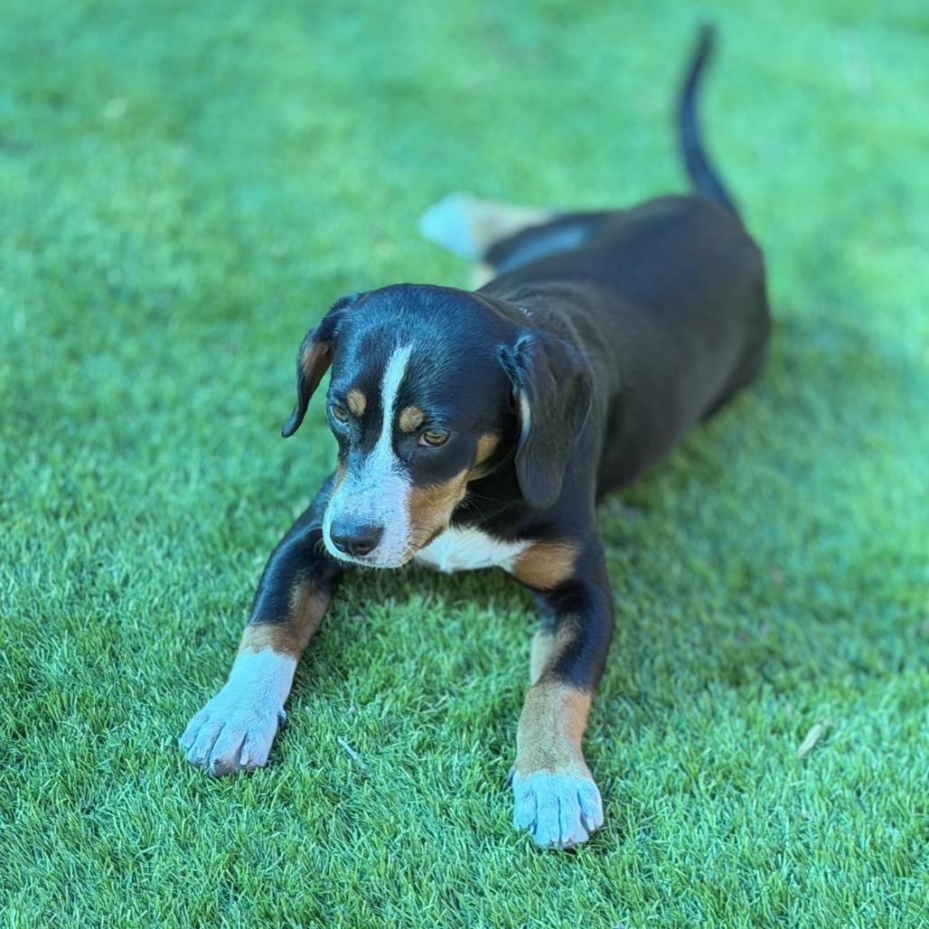 Enlarge Posey (Po-Po), a Adoptable mixed breed in Sarasota, FL image 3/6