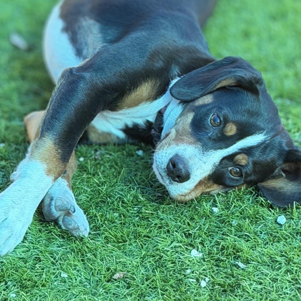 Enlarge Posey (Po-Po), a Adoptable mixed breed in Sarasota, FL image 4/6