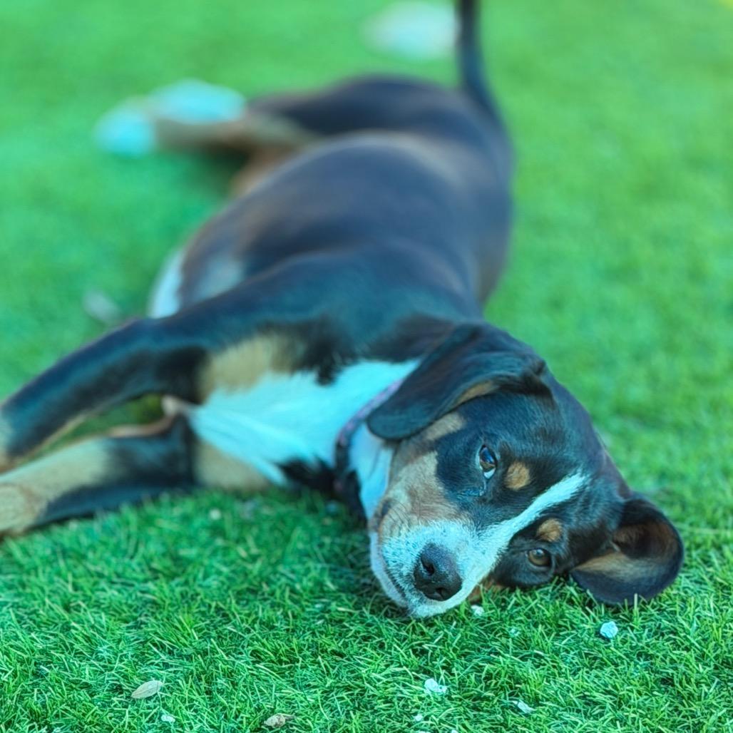 Enlarge Posey (Po-Po), a Adoptable mixed breed in Sarasota, FL image 6/6