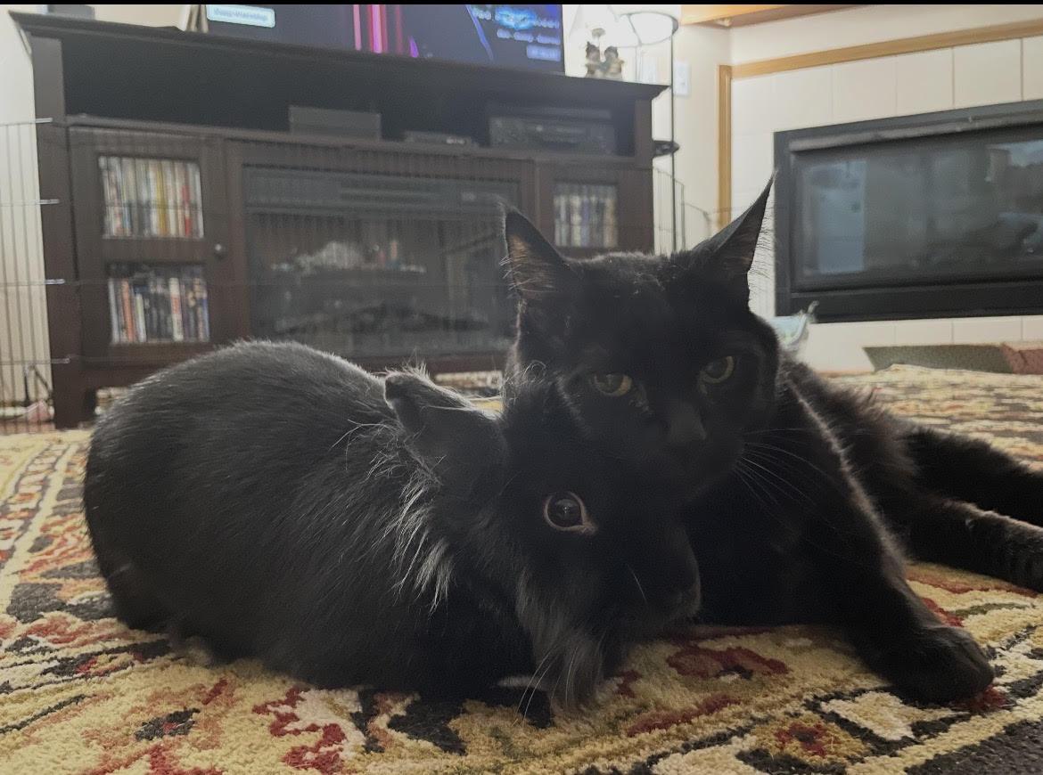 Enlarge Cleopatra (Cleo), an adopted Lionhead in Ferndale, WA image 2/2