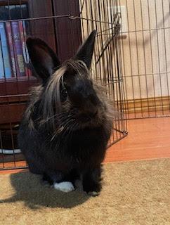 Enlarge Cleopatra (Cleo), an adopted Lionhead in Ferndale, WA image 1/2