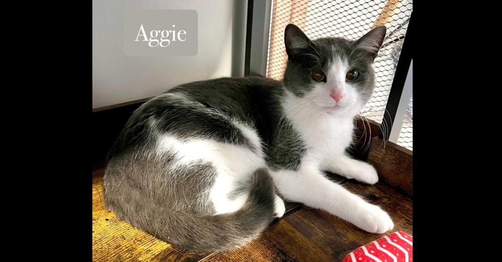 Aggie, Adoptable, Young Female Domestic Short Hair.