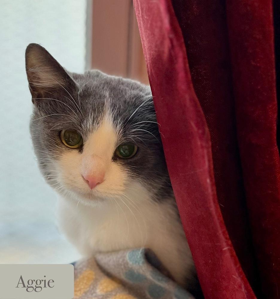 Enlarge Aggie, a Adoptable Domestic Short Hair in Chalfont, PA image 2/4