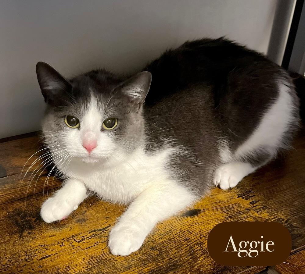 Enlarge Aggie, a Adoptable Domestic Short Hair in Chalfont, PA image 3/4