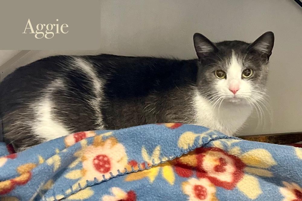 Enlarge Aggie, a Adoptable Domestic Short Hair in Chalfont, PA image 4/4
