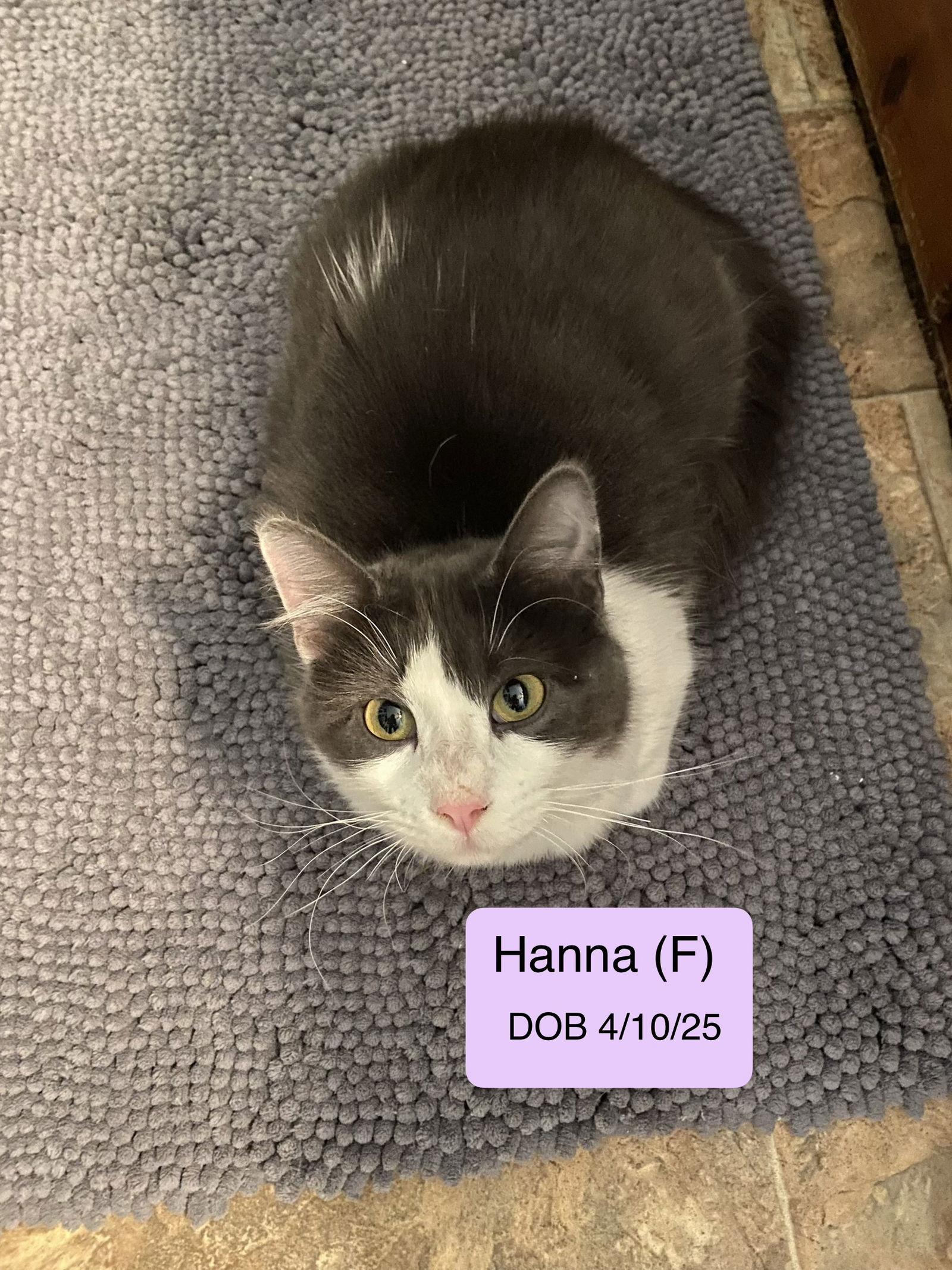 Enlarge Hanna, a Adoptable mixed breed in Vacaville, CA image 1/1