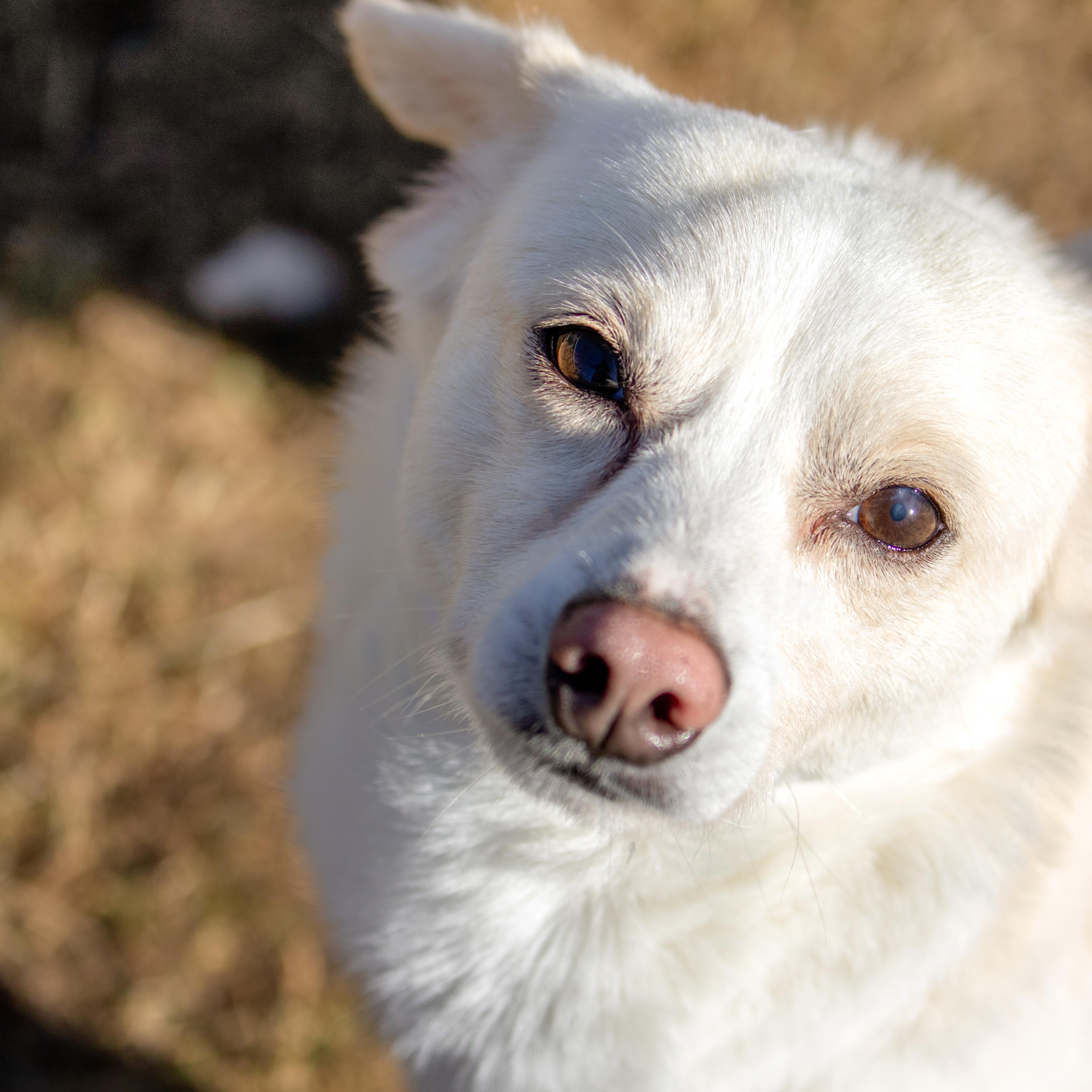 Prancer, ADOPTABLE, Young Male Terrier.