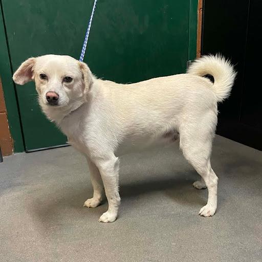 Enlarge Prancer, a ADOPTABLE mixed breed in Danbury, CT image 4/4