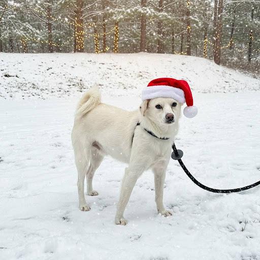 Enlarge Prancer, a ADOPTABLE mixed breed in Danbury, CT image 1/4