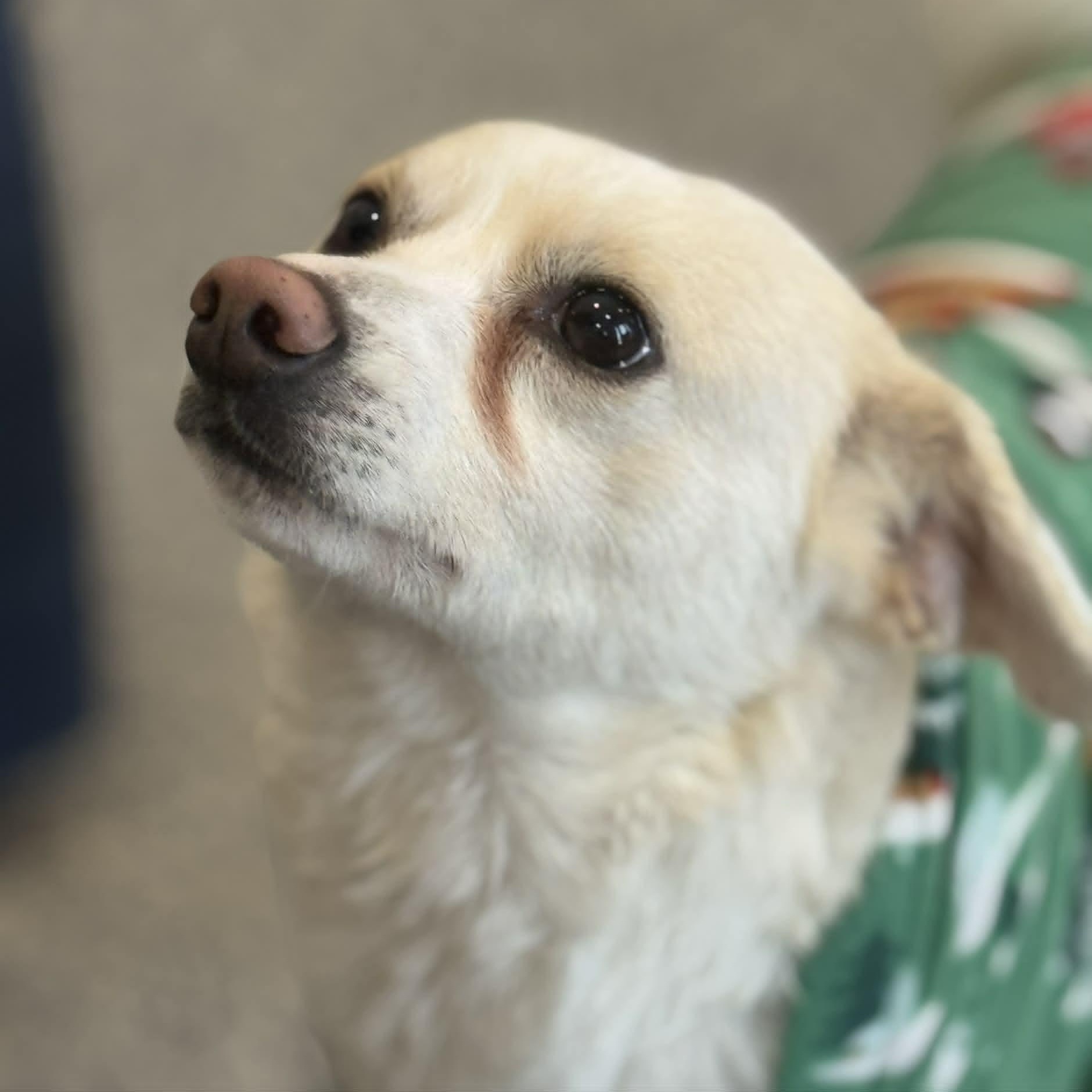 Enlarge Prancer, a ADOPTABLE mixed breed in Danbury, CT image 3/4