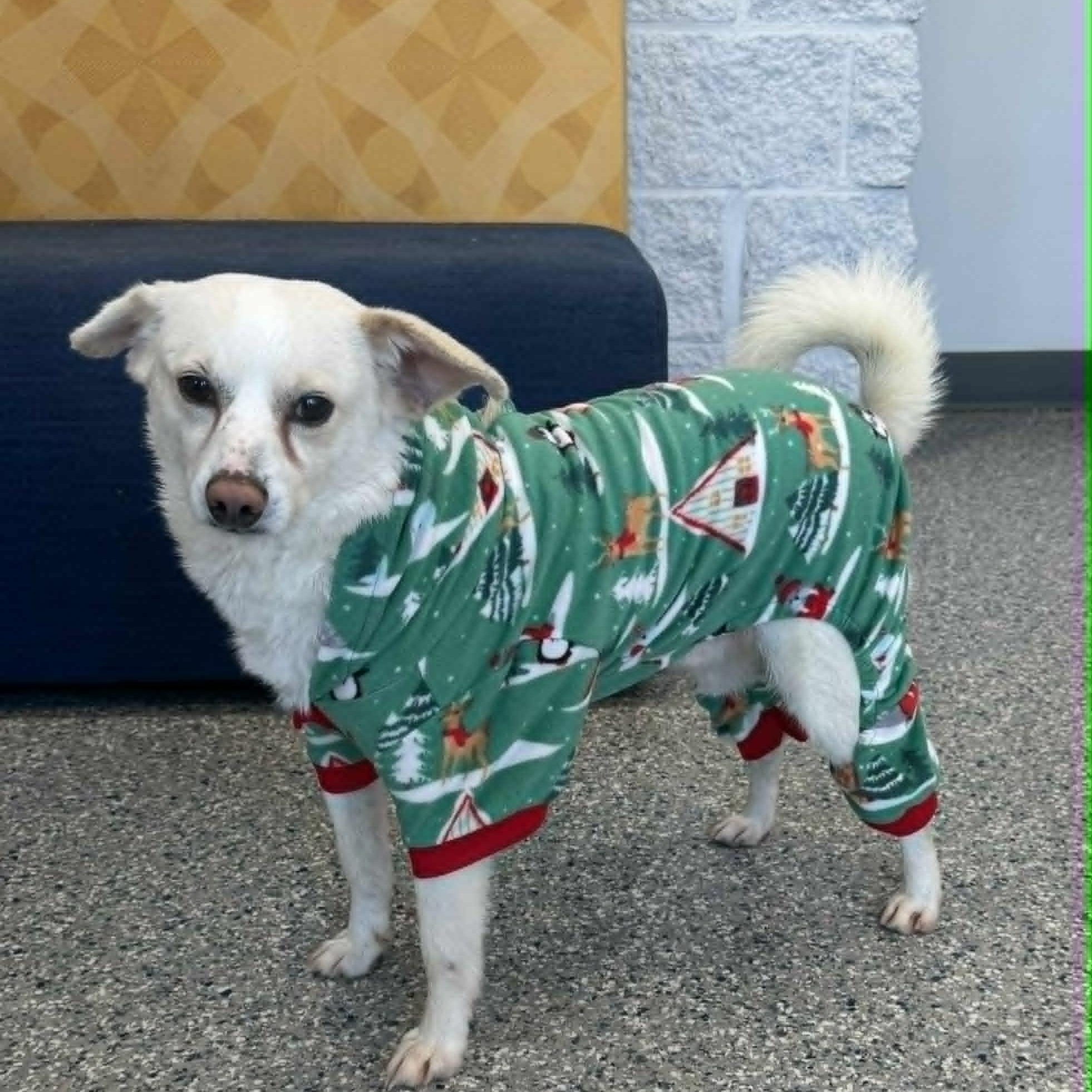 Enlarge Prancer, a ADOPTABLE mixed breed in Danbury, CT image 2/4