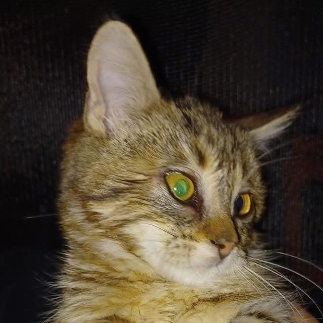 Enlarge Gracie, a Adoptable Domestic Long Hair in Collinsville , OK image 1/2