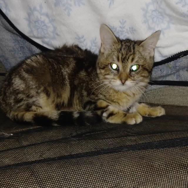 Enlarge Gracie, a Adoptable Domestic Long Hair in Collinsville , OK image 2/2