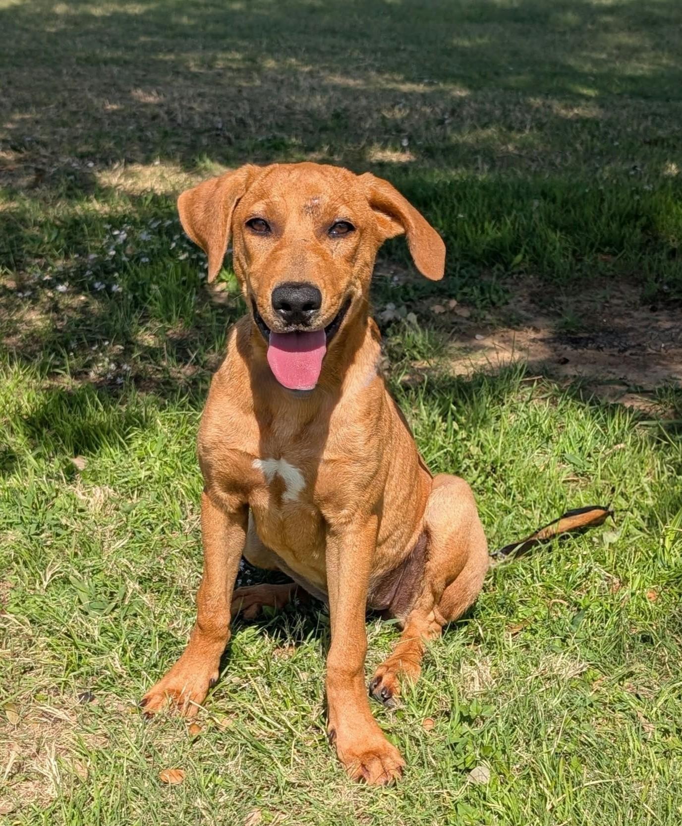 Tangerine, Adoptable, Young Female Labrador Retriever.
