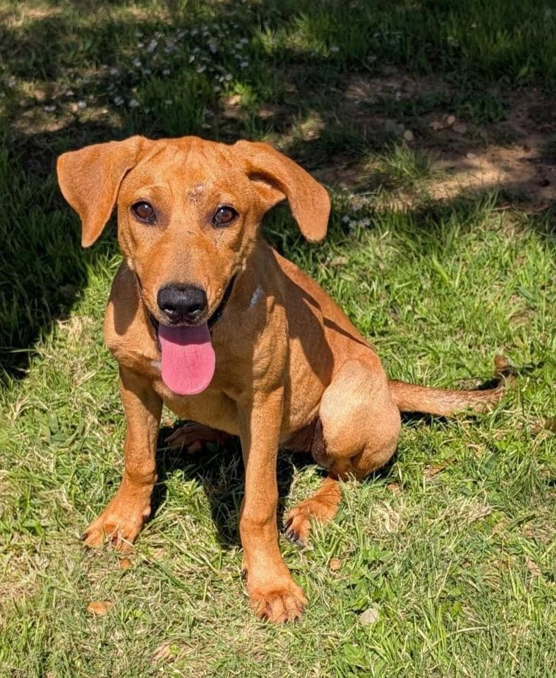 Enlarge Tangerine, a Adoptable mixed breed in Cleburne, TX image 2/2
