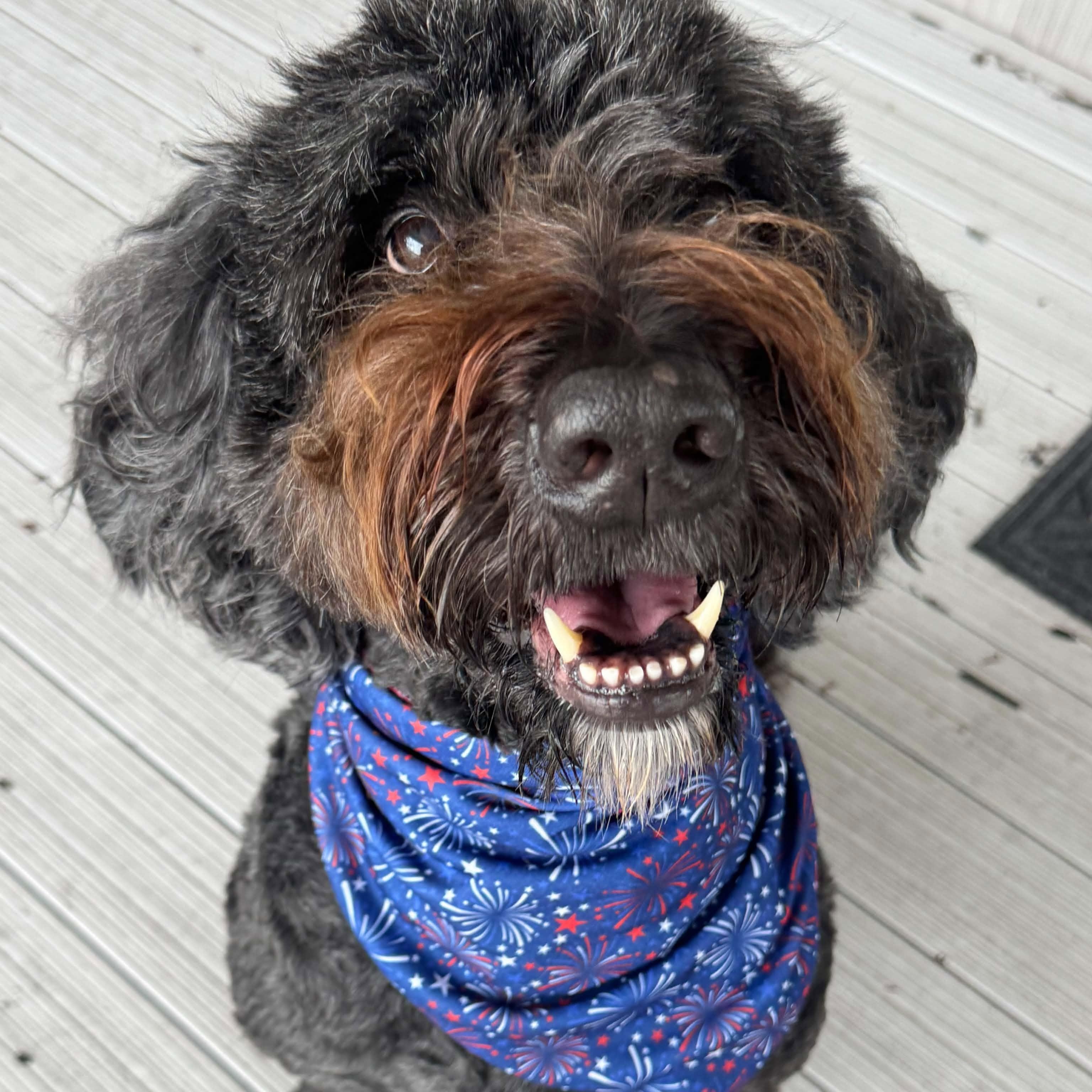 Enlarge Mav, a Adoptable mixed breed in New Port Richey, FL image 5/5