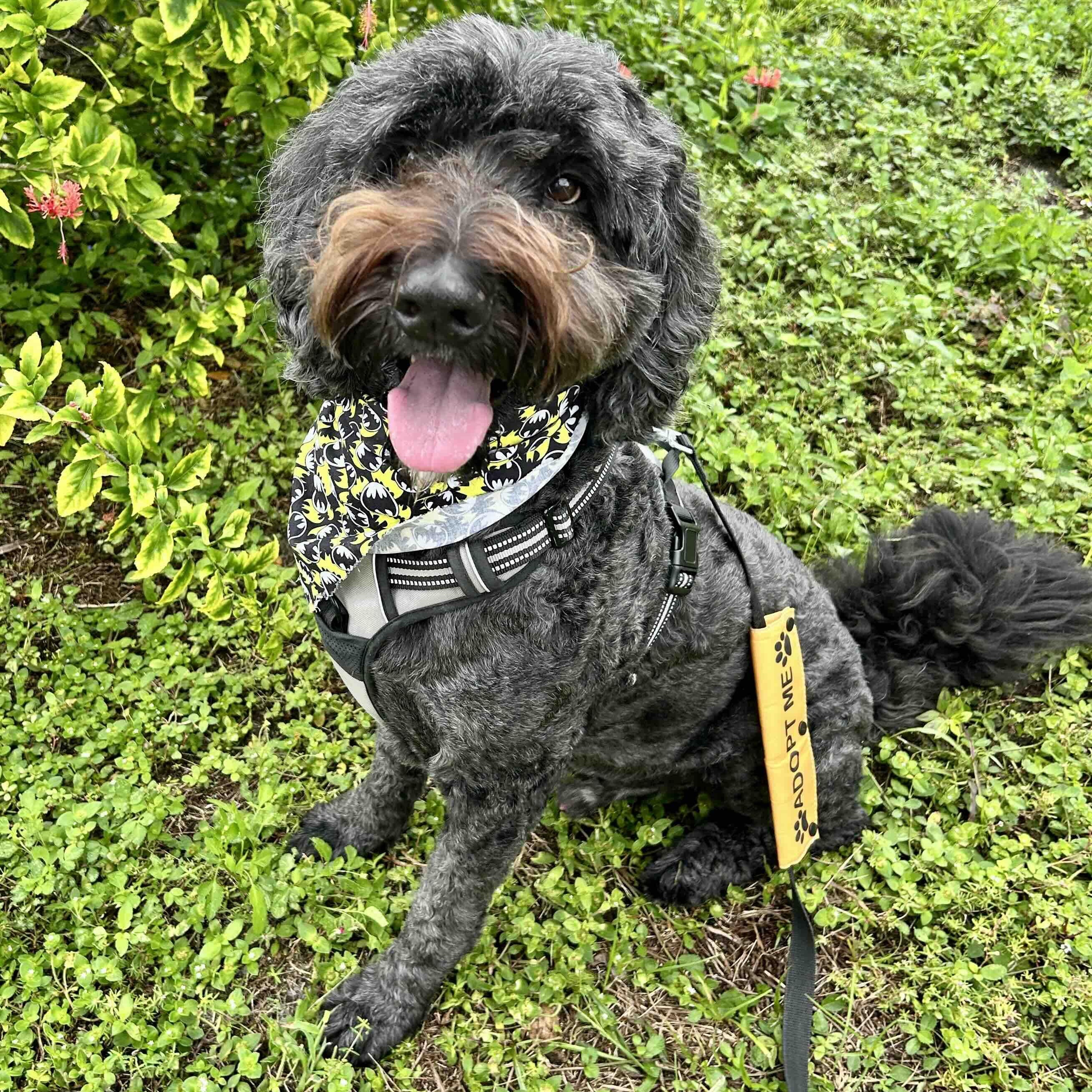 Mav, Adoptable, Adult Male Bernedoodle & Poodle.