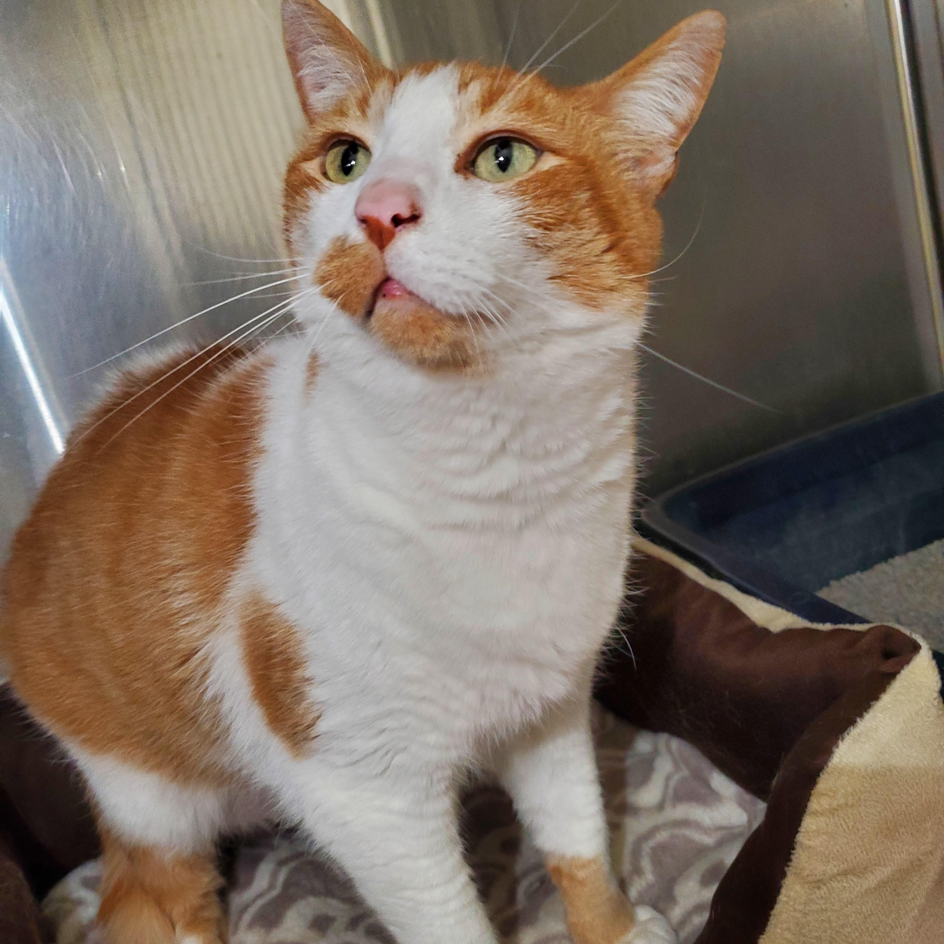 Oliver -- MEET ME AT CRABAPPLE KNOLL VET CLINIC, an adoptable Domestic Short Hair in Alpharetta, GA image 2/3
