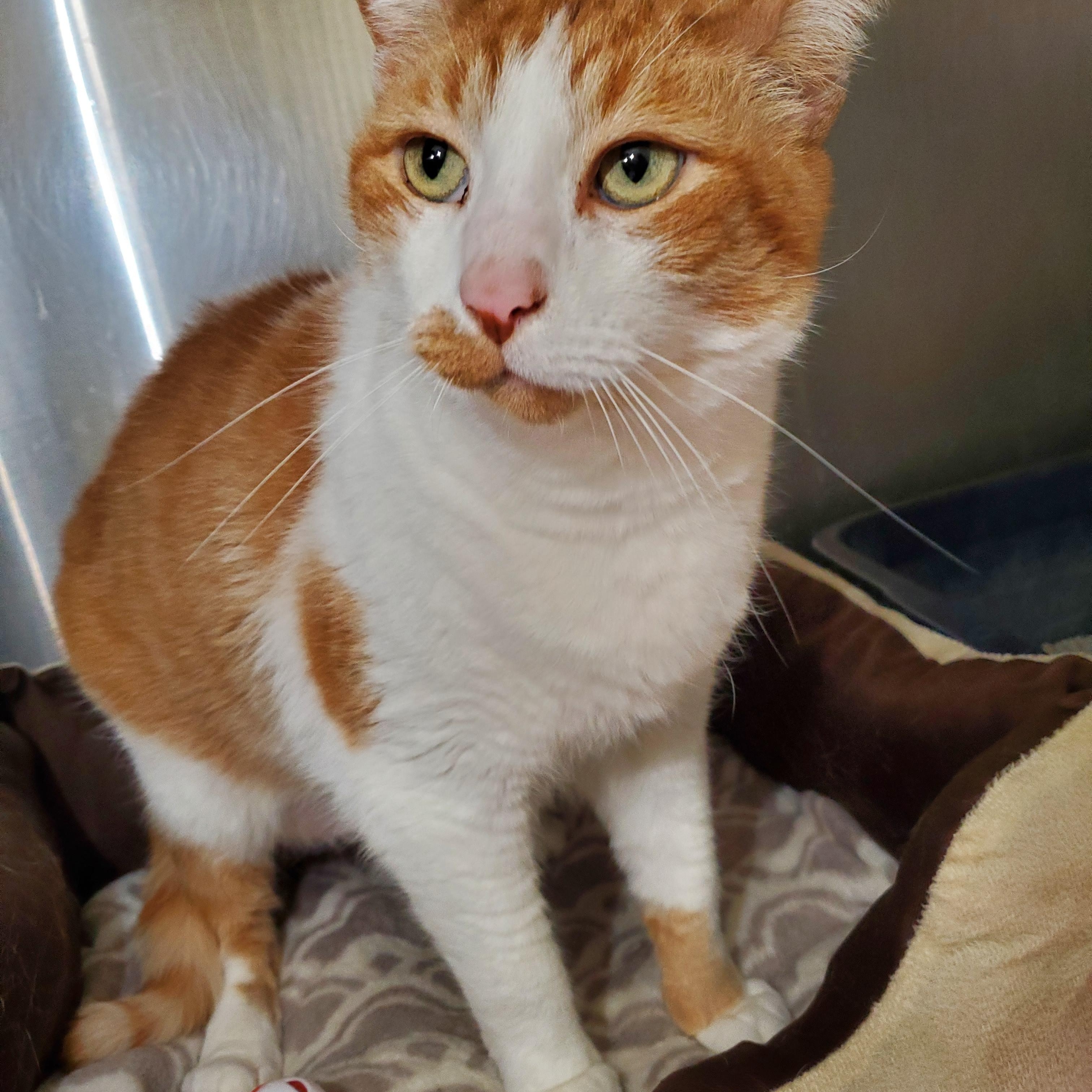 Oliver -- MEET ME AT CRABAPPLE KNOLL VET CLINIC, an adoptable Domestic Short Hair in Alpharetta, GA image 3/3