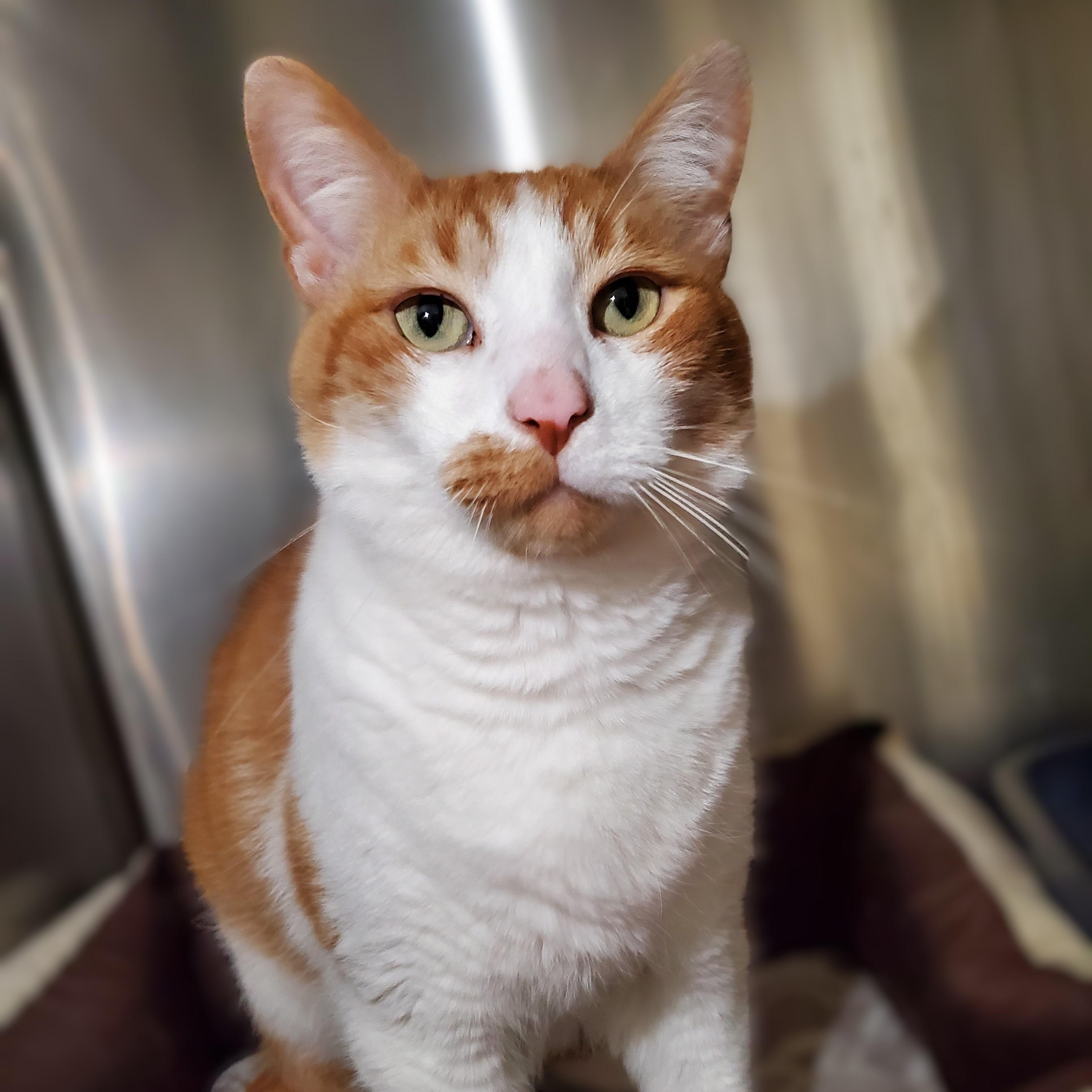 Oliver -- MEET ME AT CRABAPPLE KNOLL VET CLINIC, adoptable, Senior Male Domestic Short Hair.