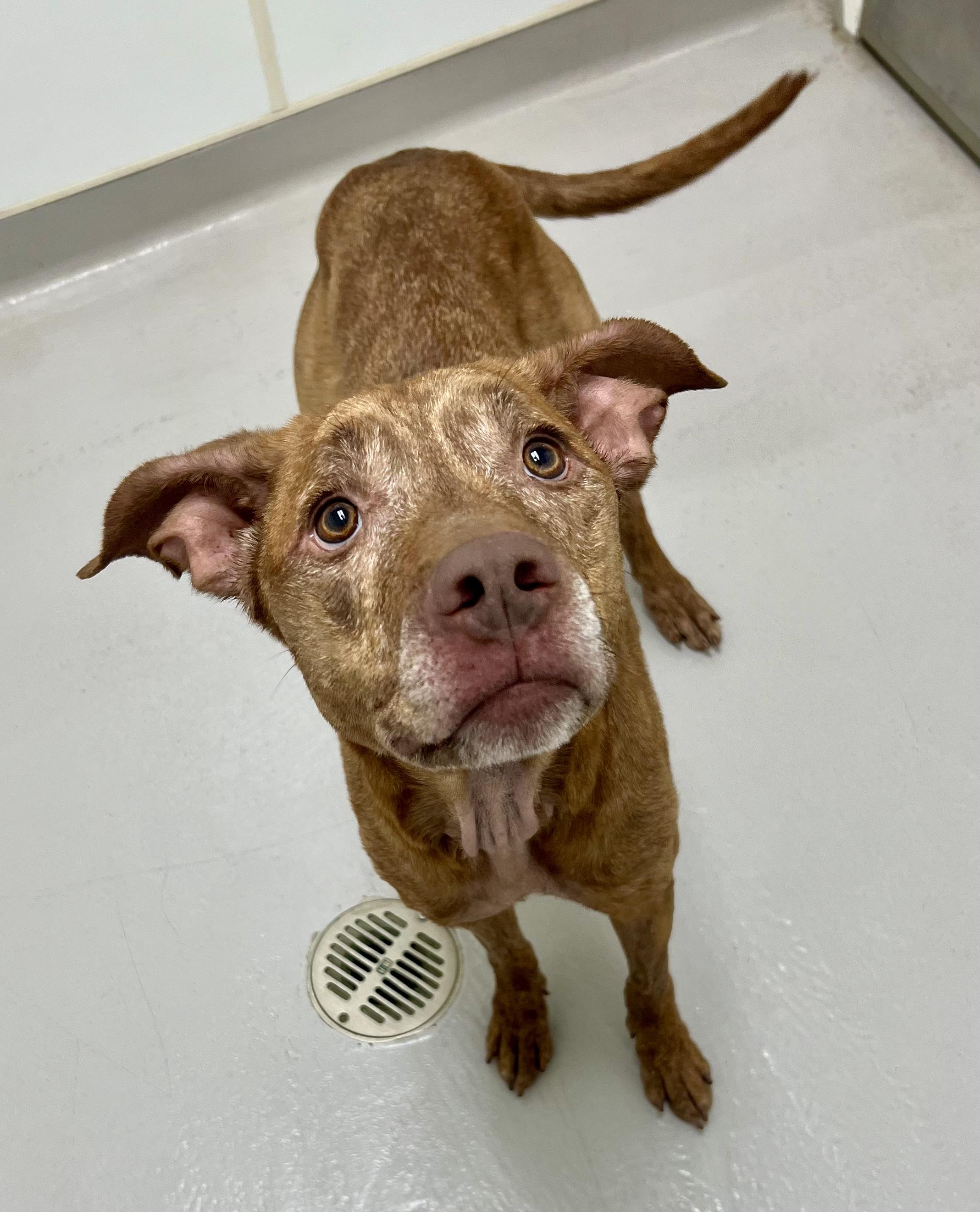 Nyla, a Adoptable mixed breed in Danville, IN image 1/4