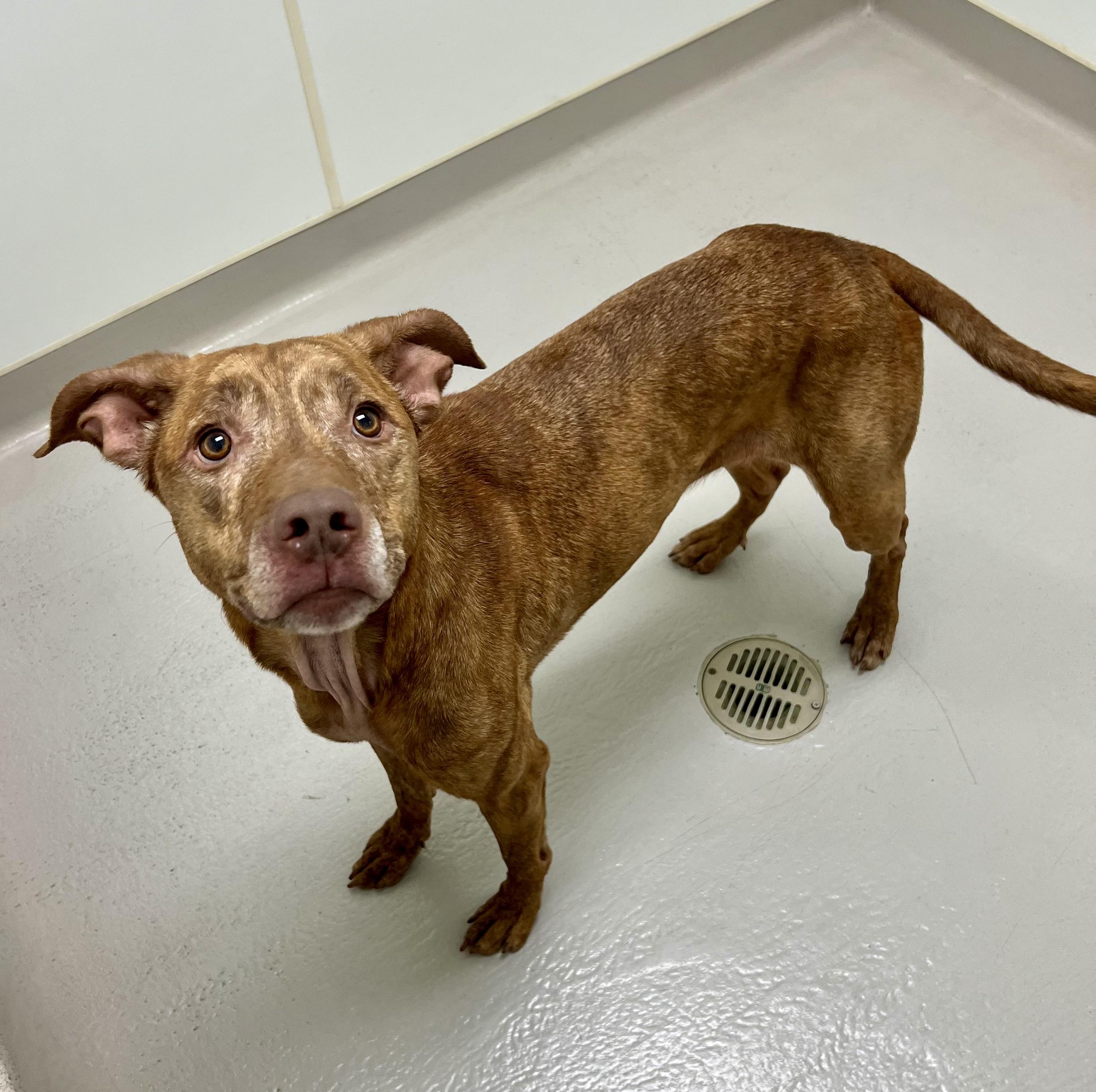 Nyla, a Adoptable mixed breed in Danville, IN image 2/4