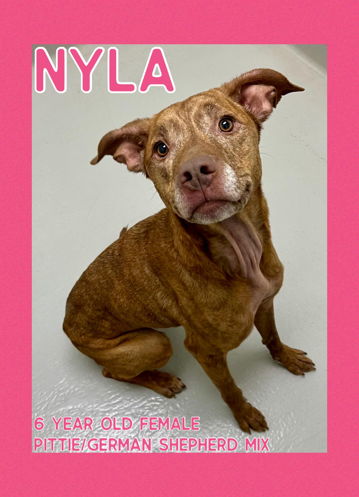 Nyla, a Adoptable mixed breed in Danville, IN image 3/4