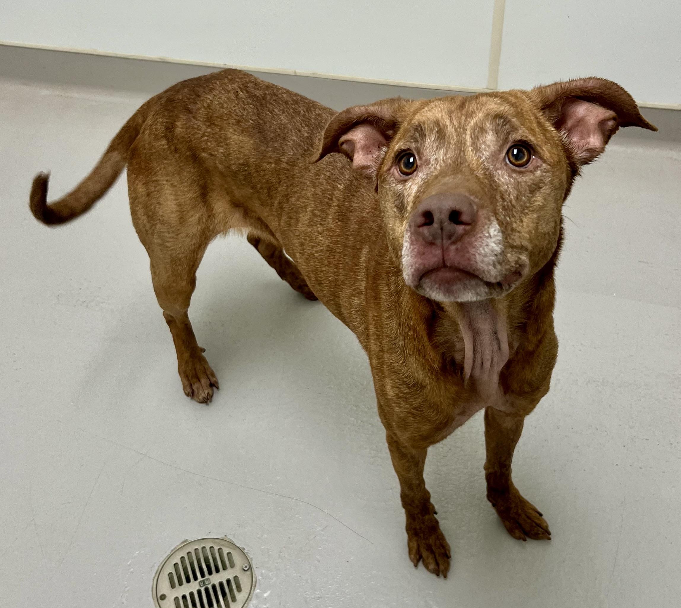 Nyla, a Adoptable mixed breed in Danville, IN image 4/4