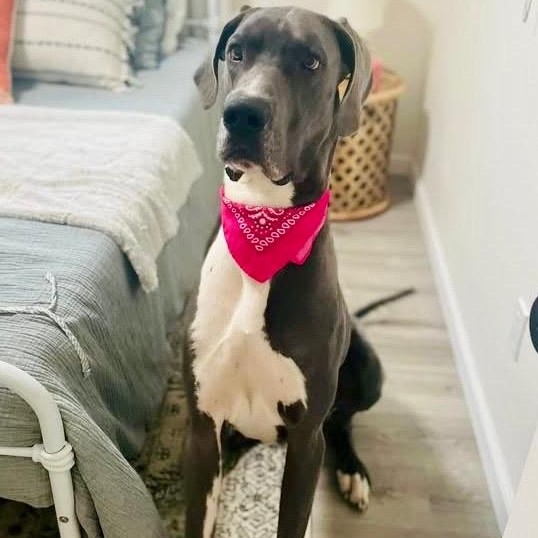 Enlarge Zeus, a ADOPTABLE Great Dane in Citrus Heights, CA image 5/6