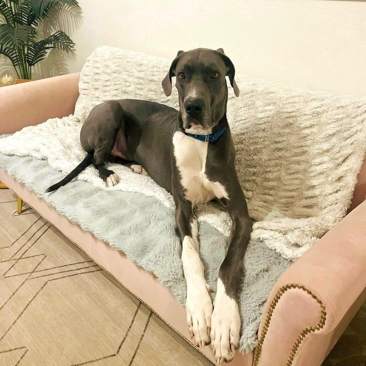 Enlarge Zeus, a ADOPTABLE Great Dane in Citrus Heights, CA image 2/6