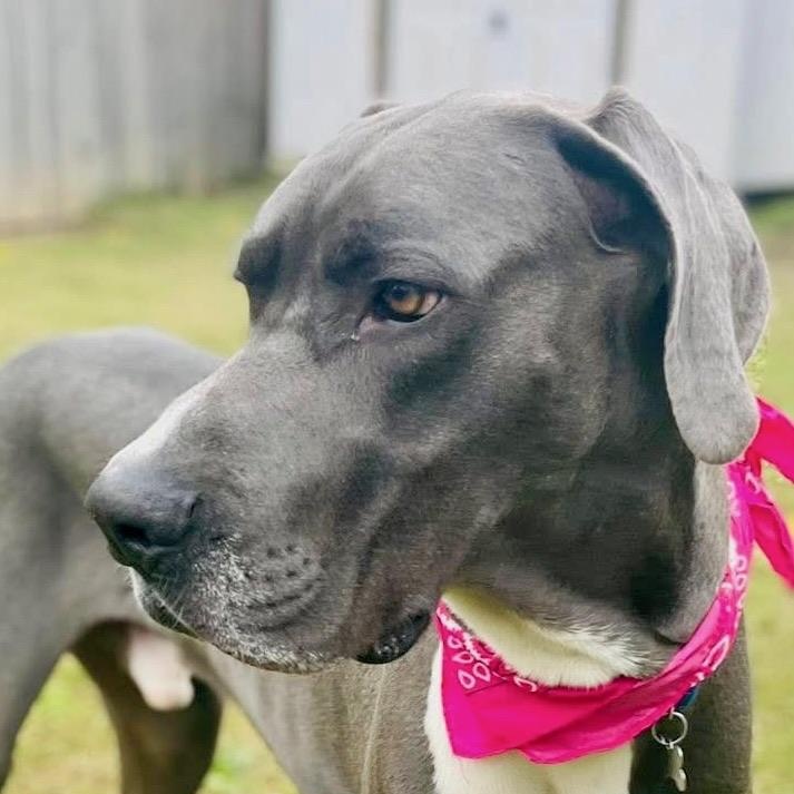 Zeus, ADOPTABLE, Adult Male Great Dane.
