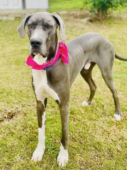 Enlarge Zeus, a ADOPTABLE Great Dane in Citrus Heights, CA image 3/6