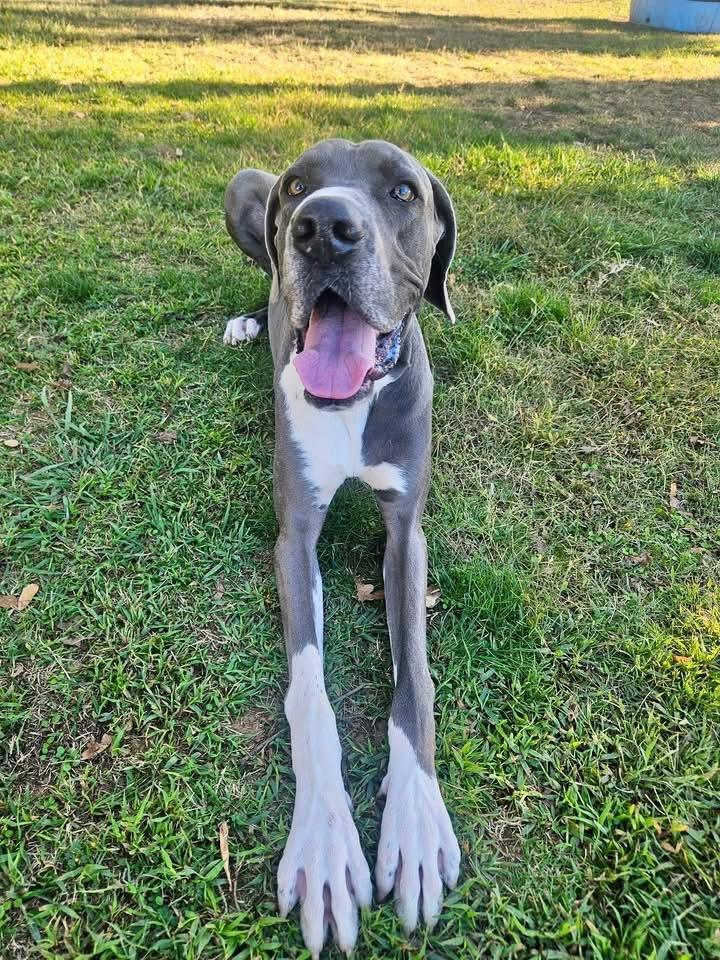 Enlarge Zeus, a ADOPTABLE Great Dane in Citrus Heights, CA image 6/6
