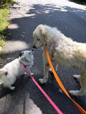Enlarge Daisy, a Adoptable Great Pyrenees in Bedford Hills, NY image 4/5