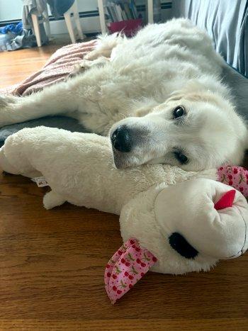 Enlarge Daisy, a Adoptable Great Pyrenees in Bedford Hills, NY image 2/5