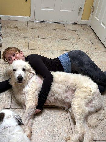 Enlarge Daisy, a Adoptable Great Pyrenees in Bedford Hills, NY image 3/5