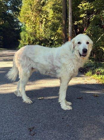 Daisy, Adoptable, Adult Female Great Pyrenees.