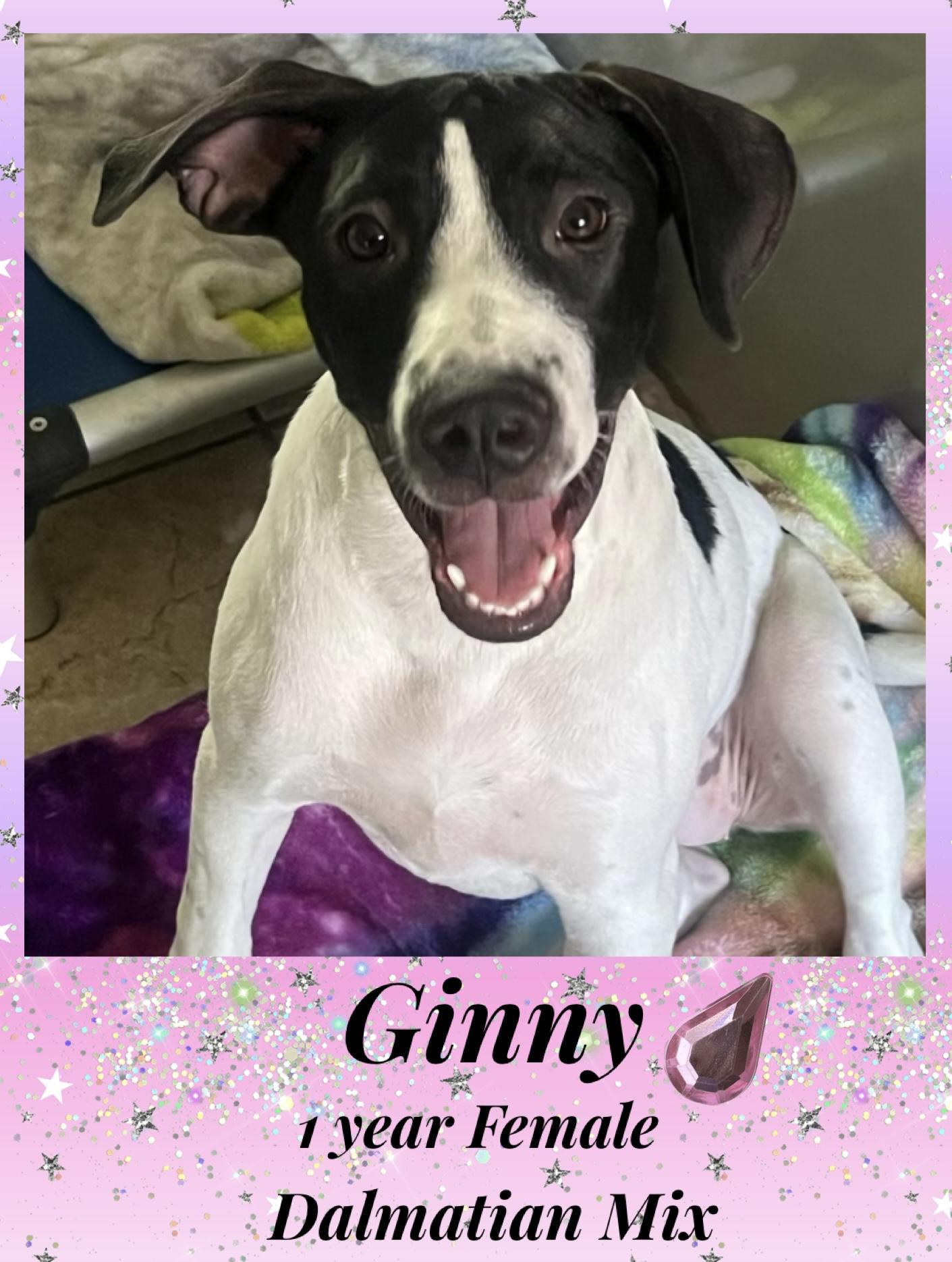 GINNY –  1 YEAR DALMATIAN MIX FEMALE@PETCO, 5011 E. RAY ROAD, PHX 85044 ON FRI & SAT, JULY 4th & 5th