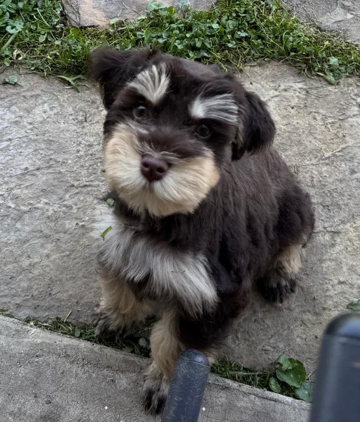 Teddi, adopted, Puppy Female Miniature Schnauzer.