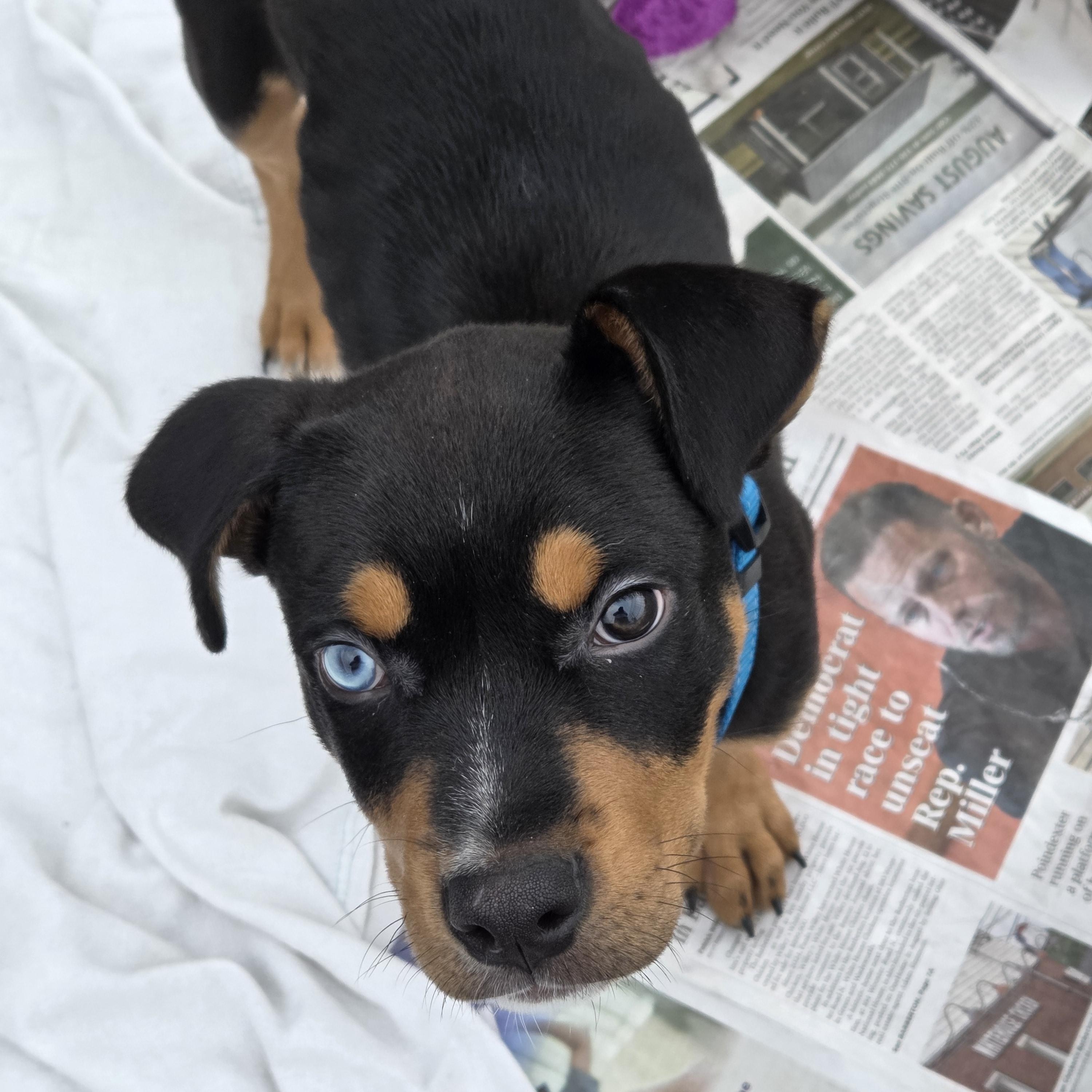 Rocky- pending adoption, adopted, Puppy Male Rottweiler & Pit Bull Terrier.