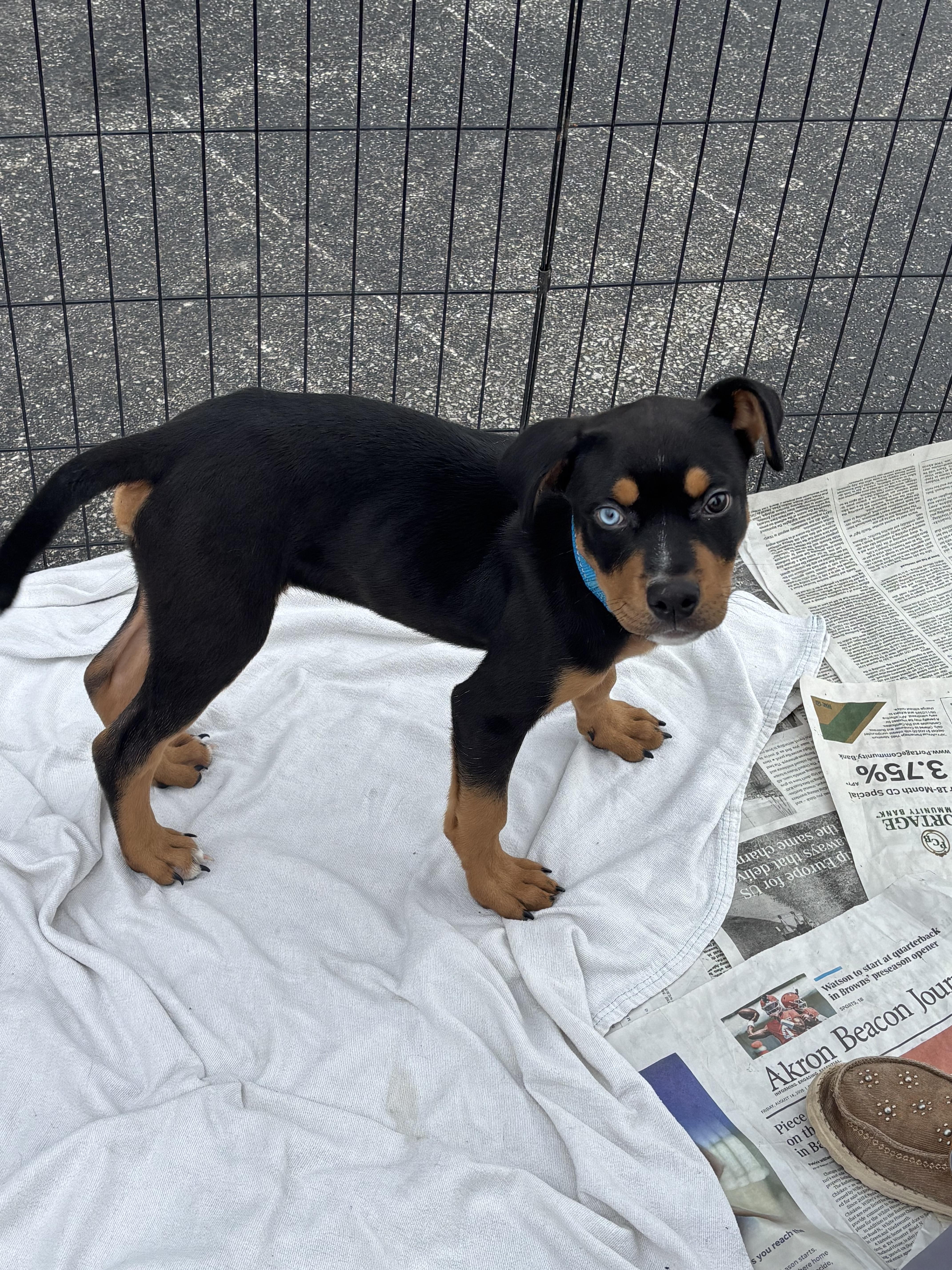 Enlarge Rocky- pending adoption, an adopted mixed breed in Ashland, OH image 2/2